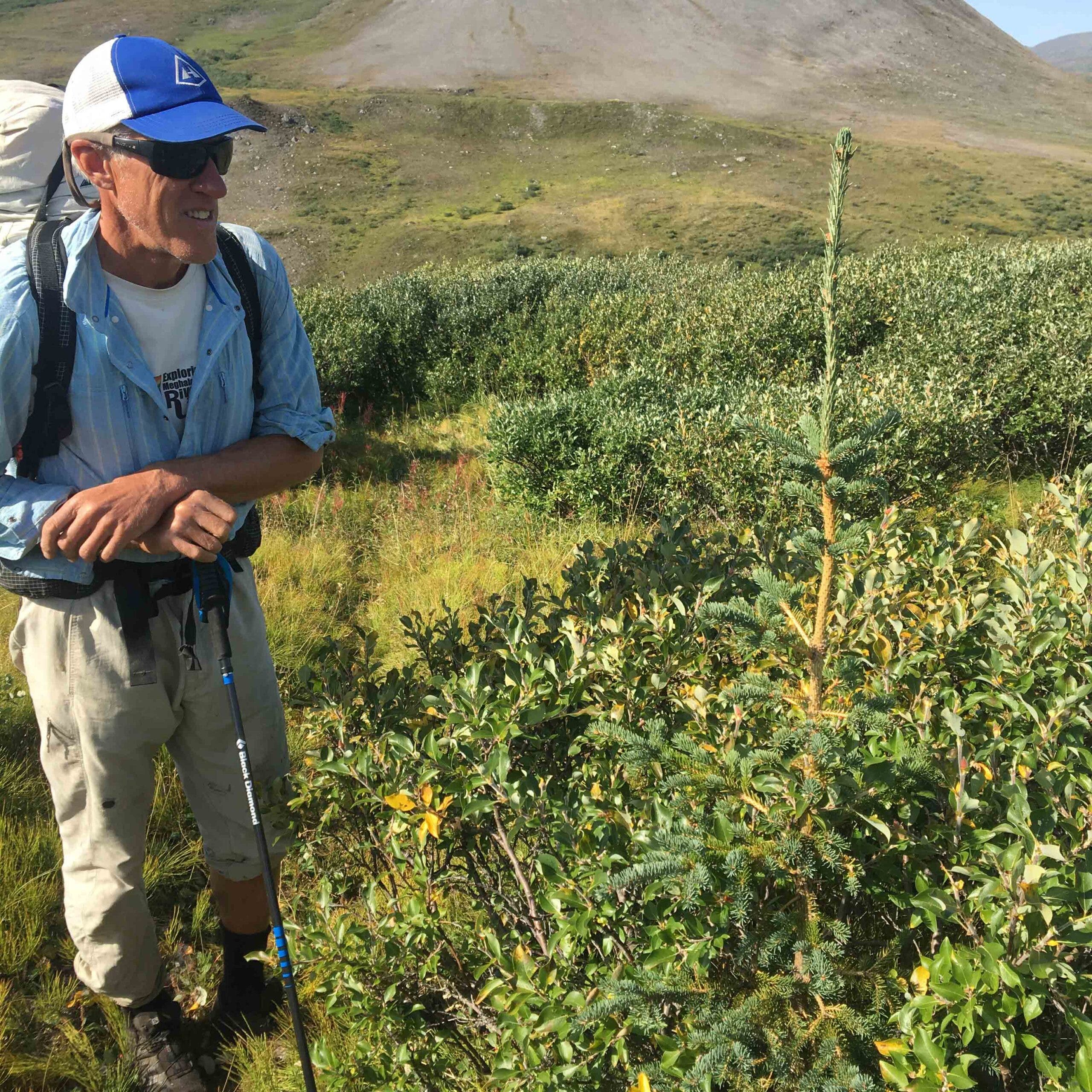 explorer spruce arctic