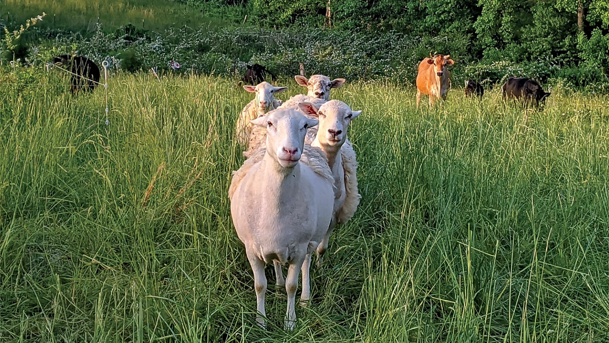 Sheep, four deep. Front to back: Nurse, Puck, Titania, and Beatrice.