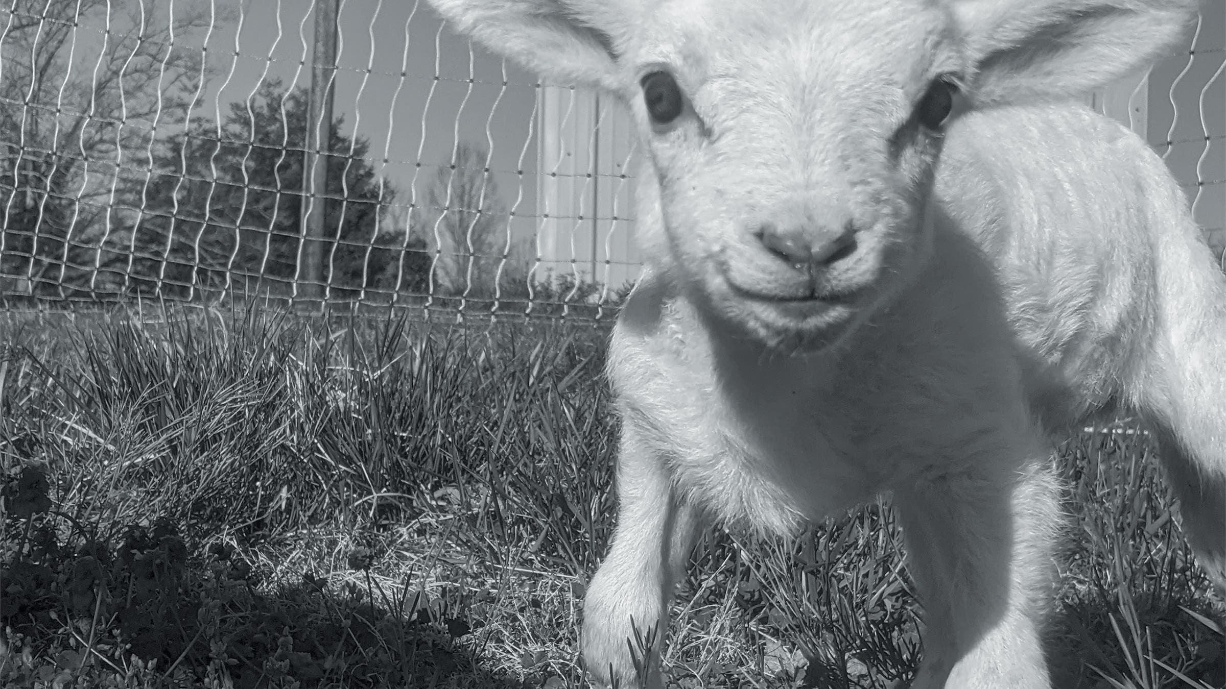 Juliet, about a week after she was born, in March 2021