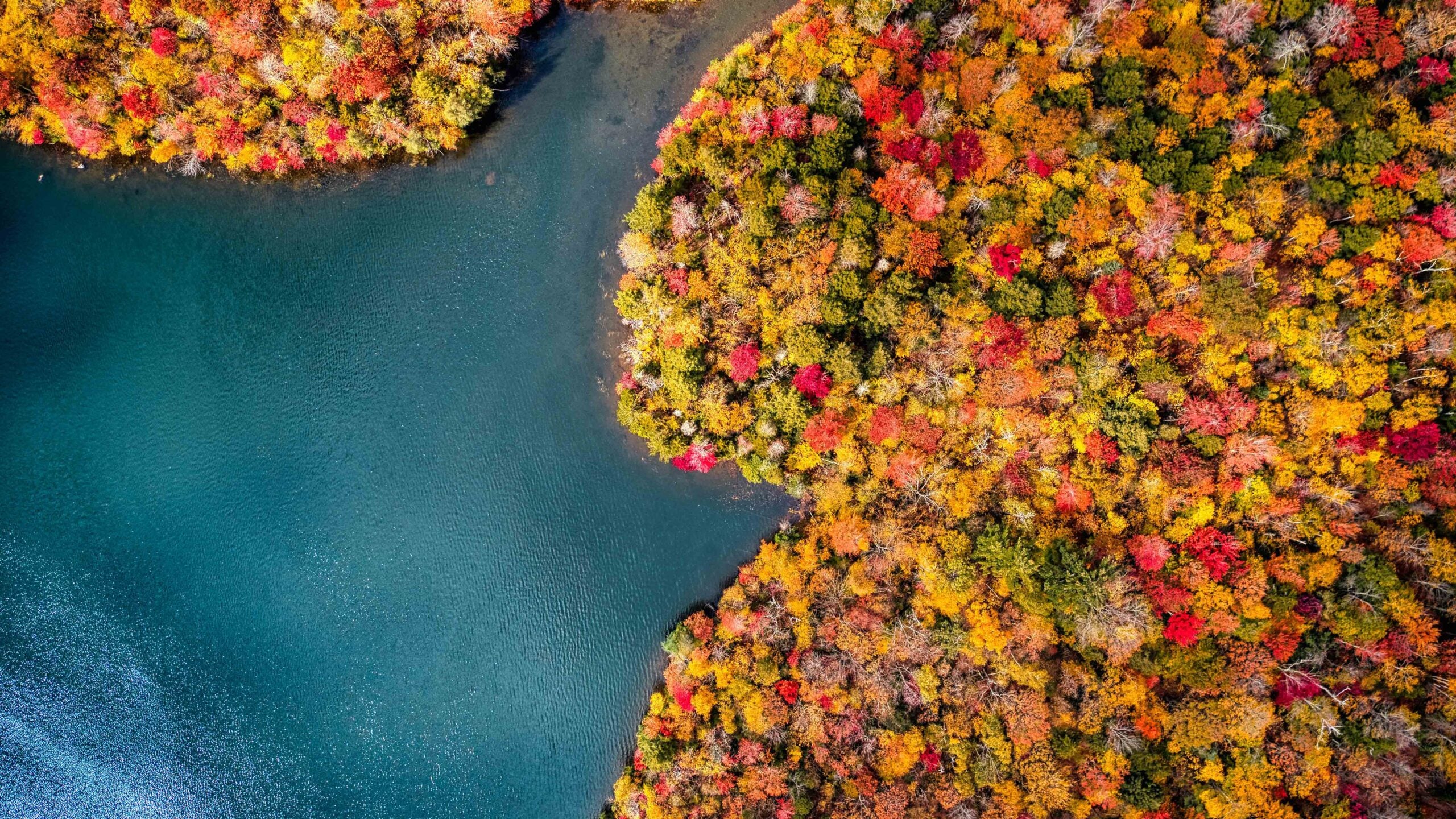 Vibrant Autumn Leaves Reflecting on Calm Waters