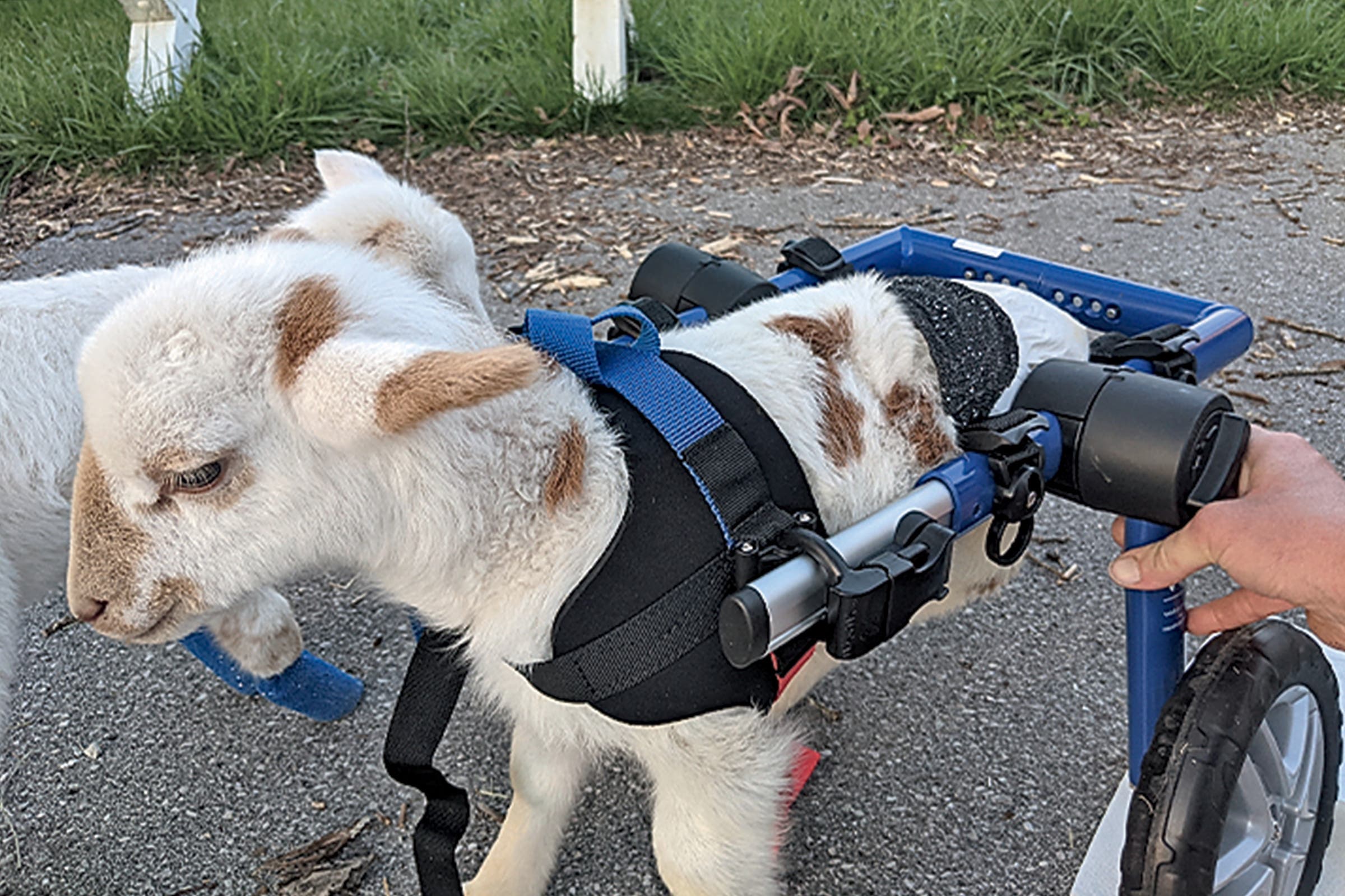 Sebastian and his cart