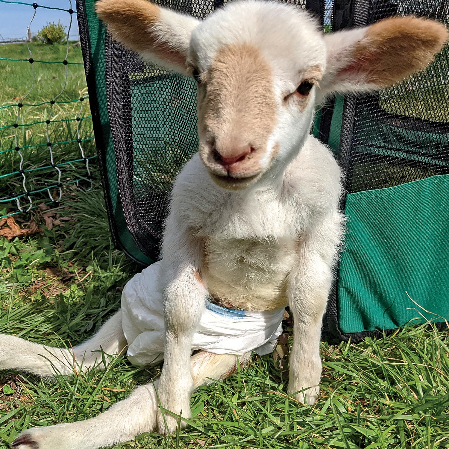 Sebastian, diapered up and ready to roll