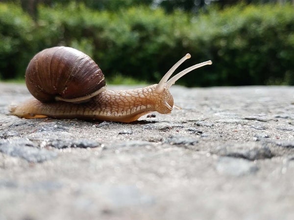 snail crawls across a rock