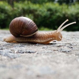 snail crawls across a rock
