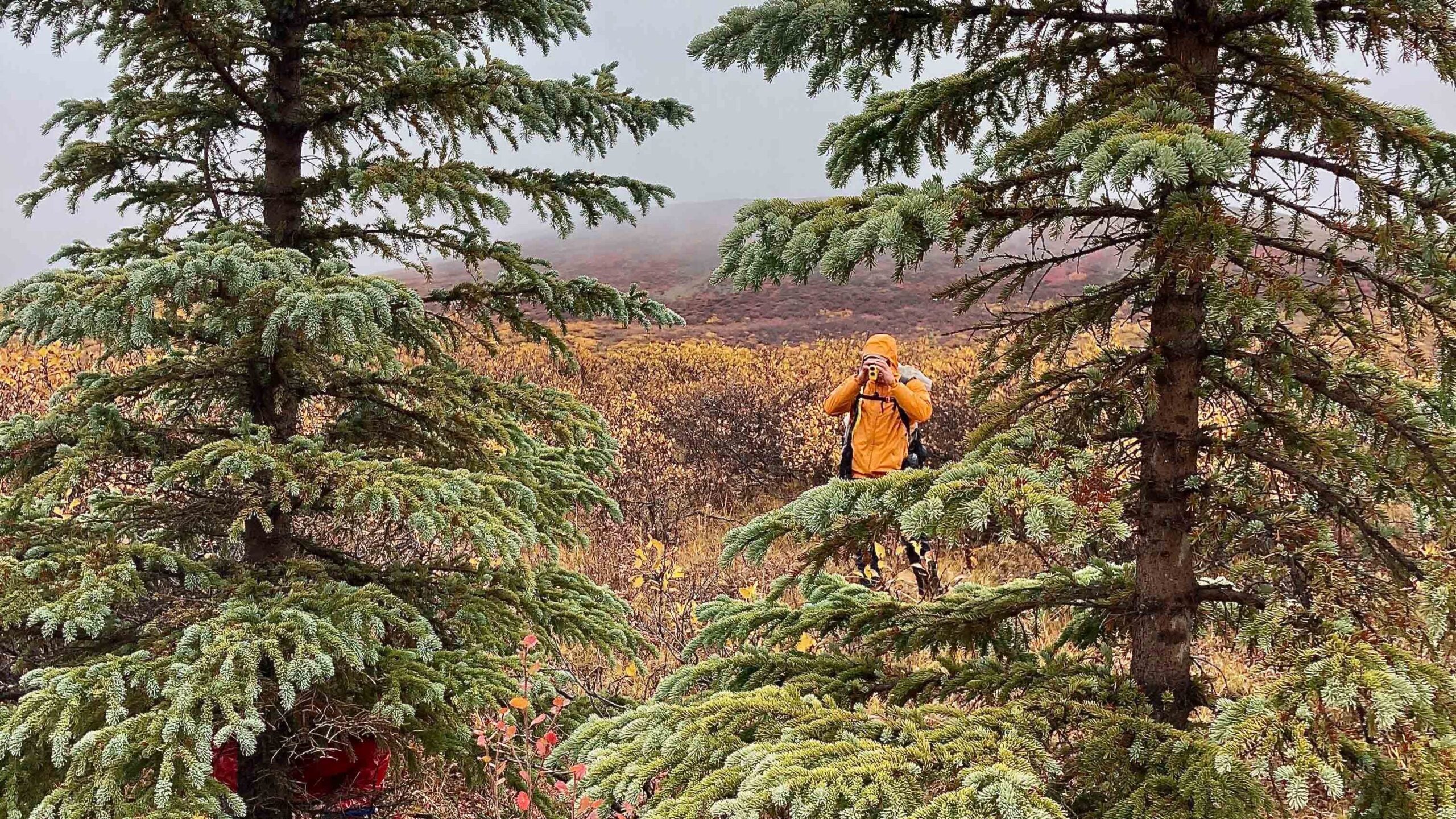 Pine cones are some trees' survival tools - The Washington Post