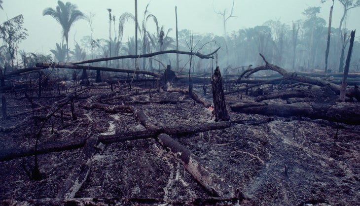 Burned trees in the rainforest
