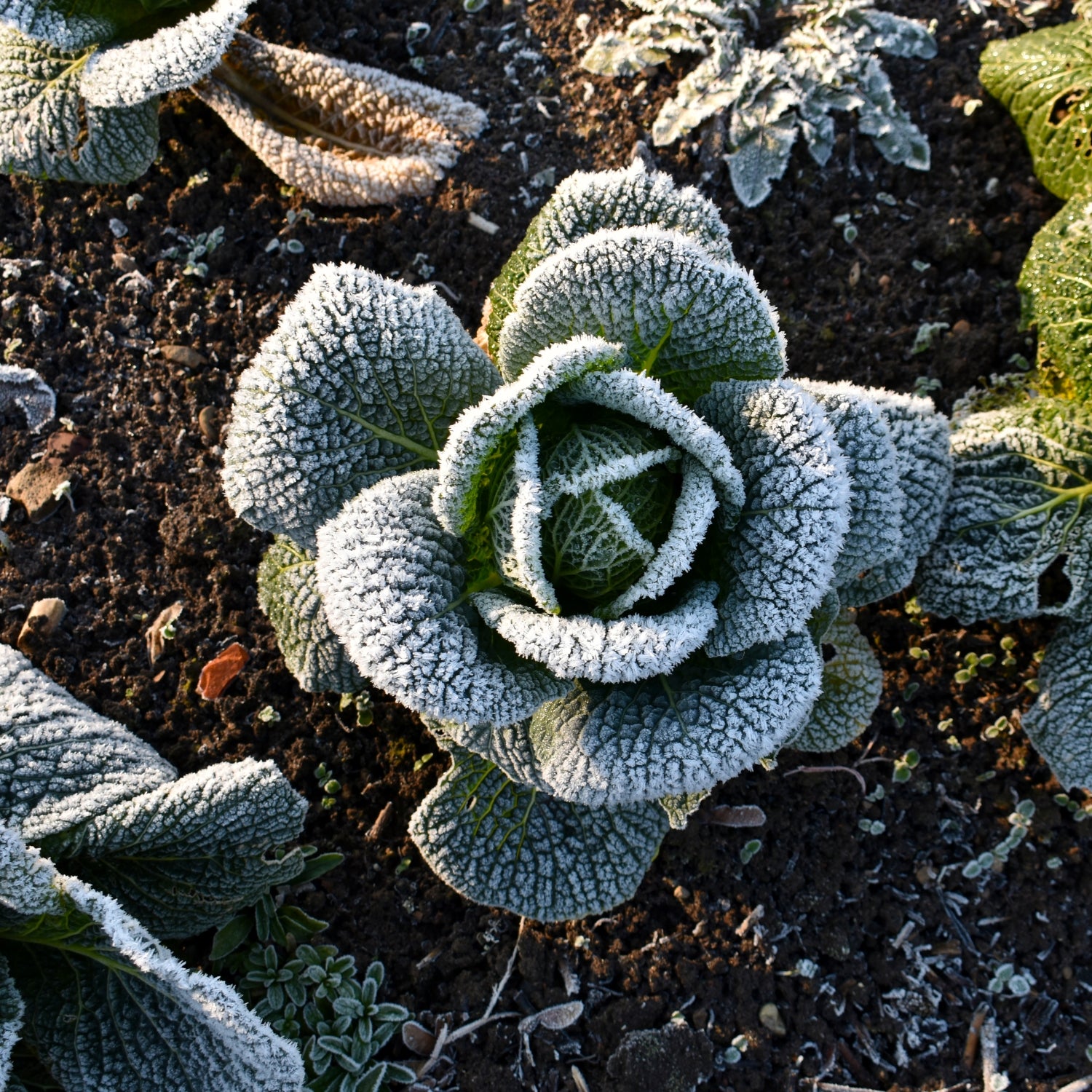 How to Prepare Your Garden for Winter