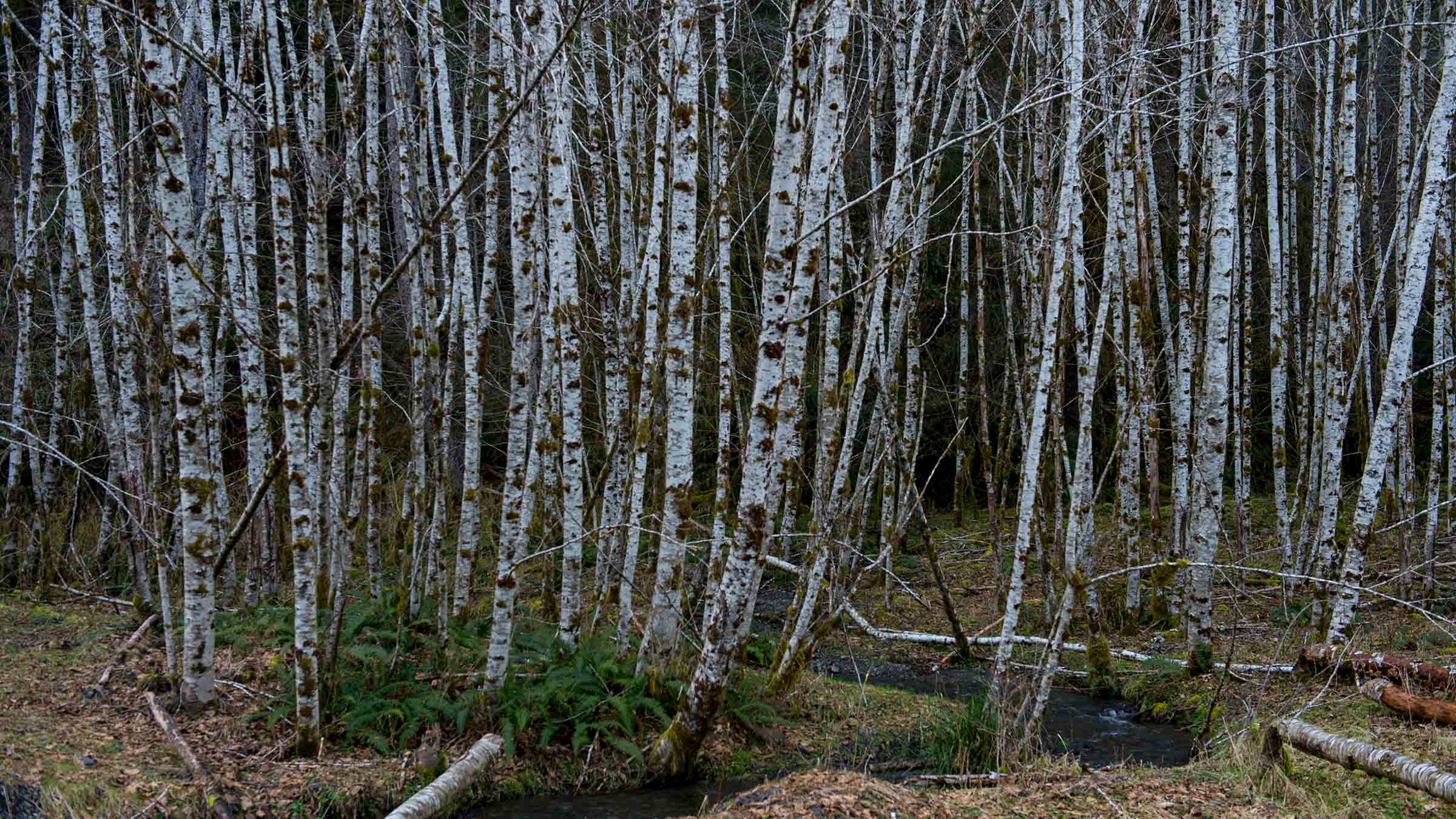 alder trees and small creek