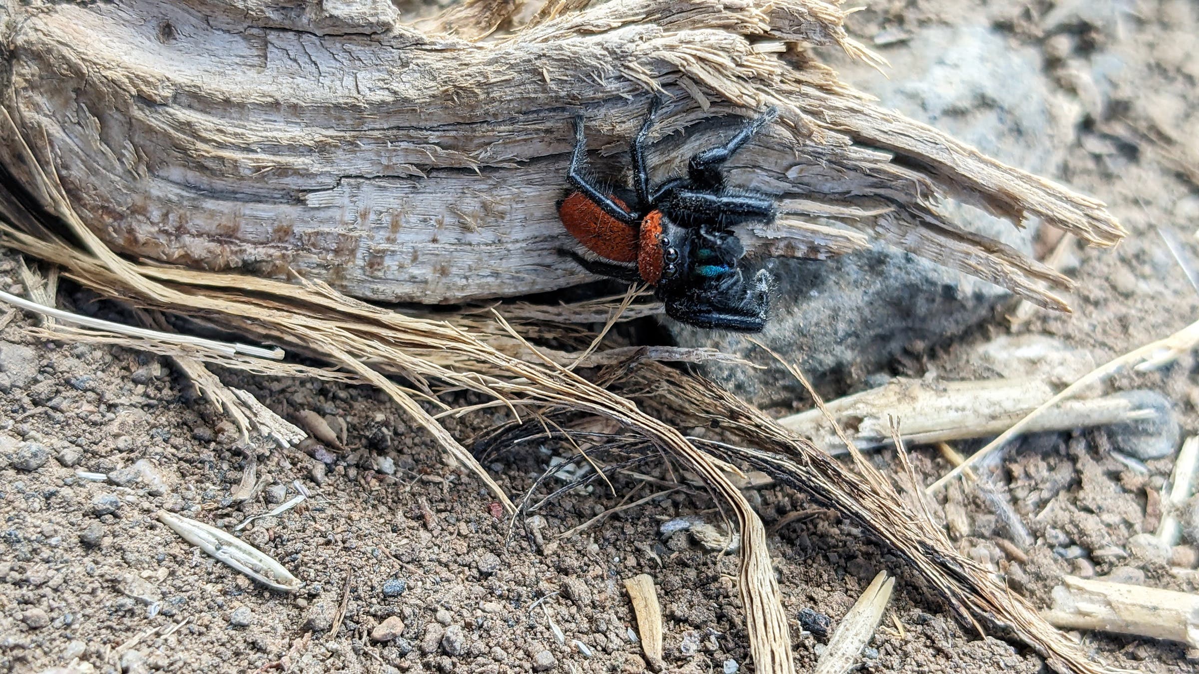 An Apache jumping spider (Phidippus apacheanus). Location: North Table Mountain Park, Golden, Colorado.