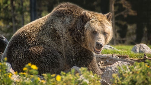 Two College Wrestlers Versus One Grizzly Bear