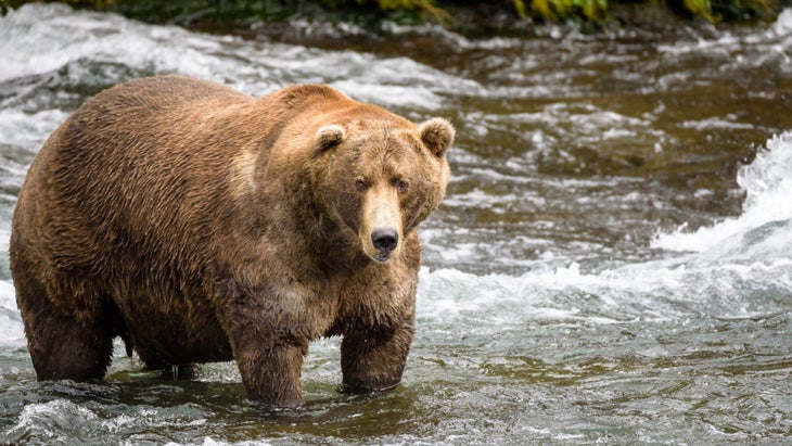 Fat bear Katmai