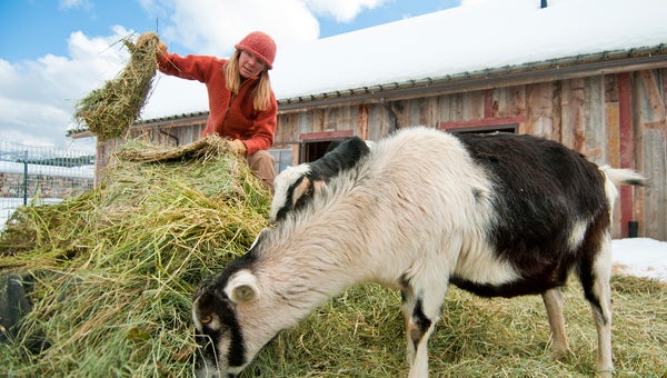 A young woman feeds the goats at an organic farm in Victor, Idaho.