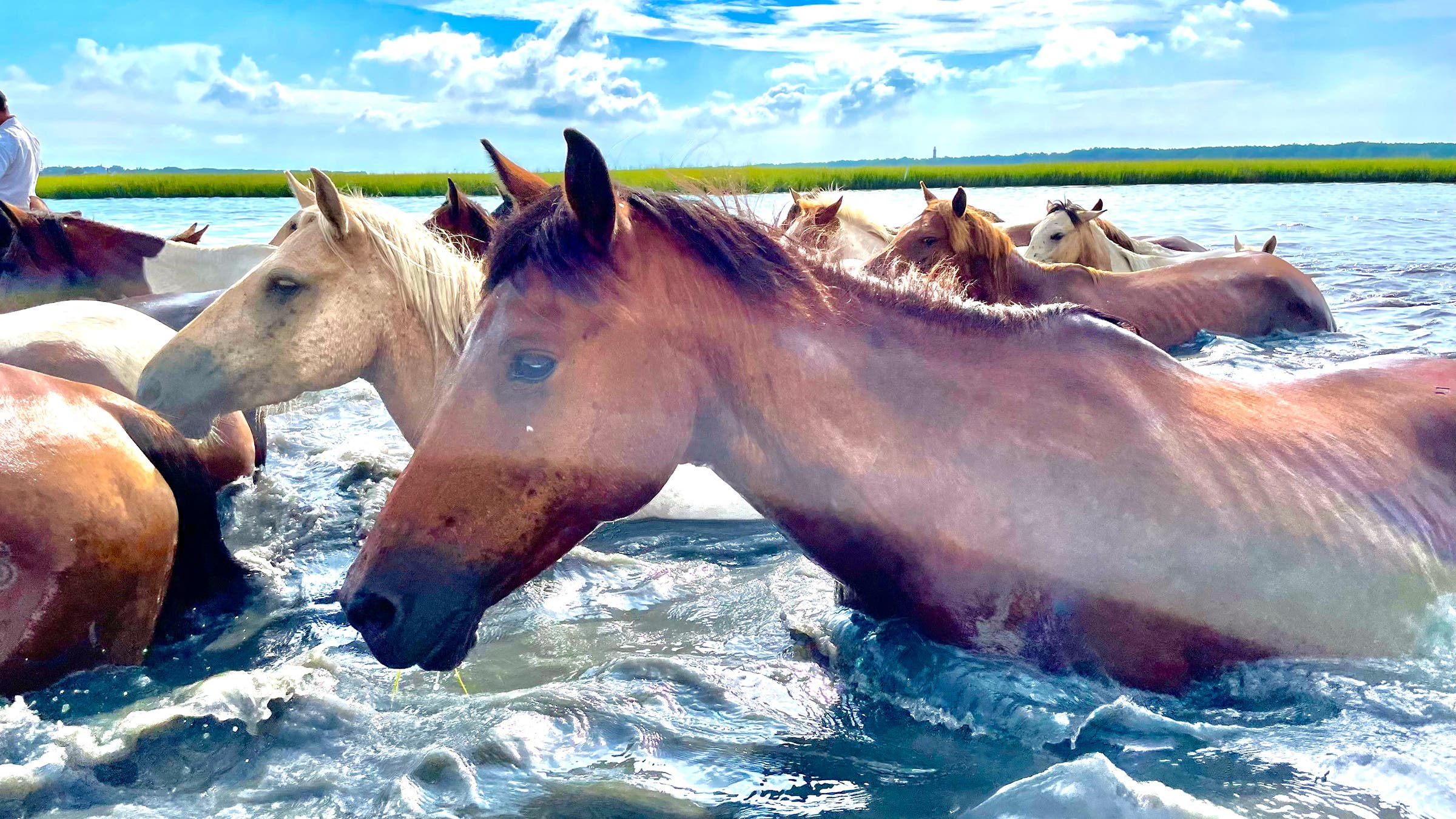 The ponies mid-swim