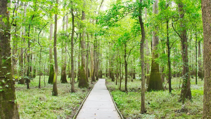 congaree national park