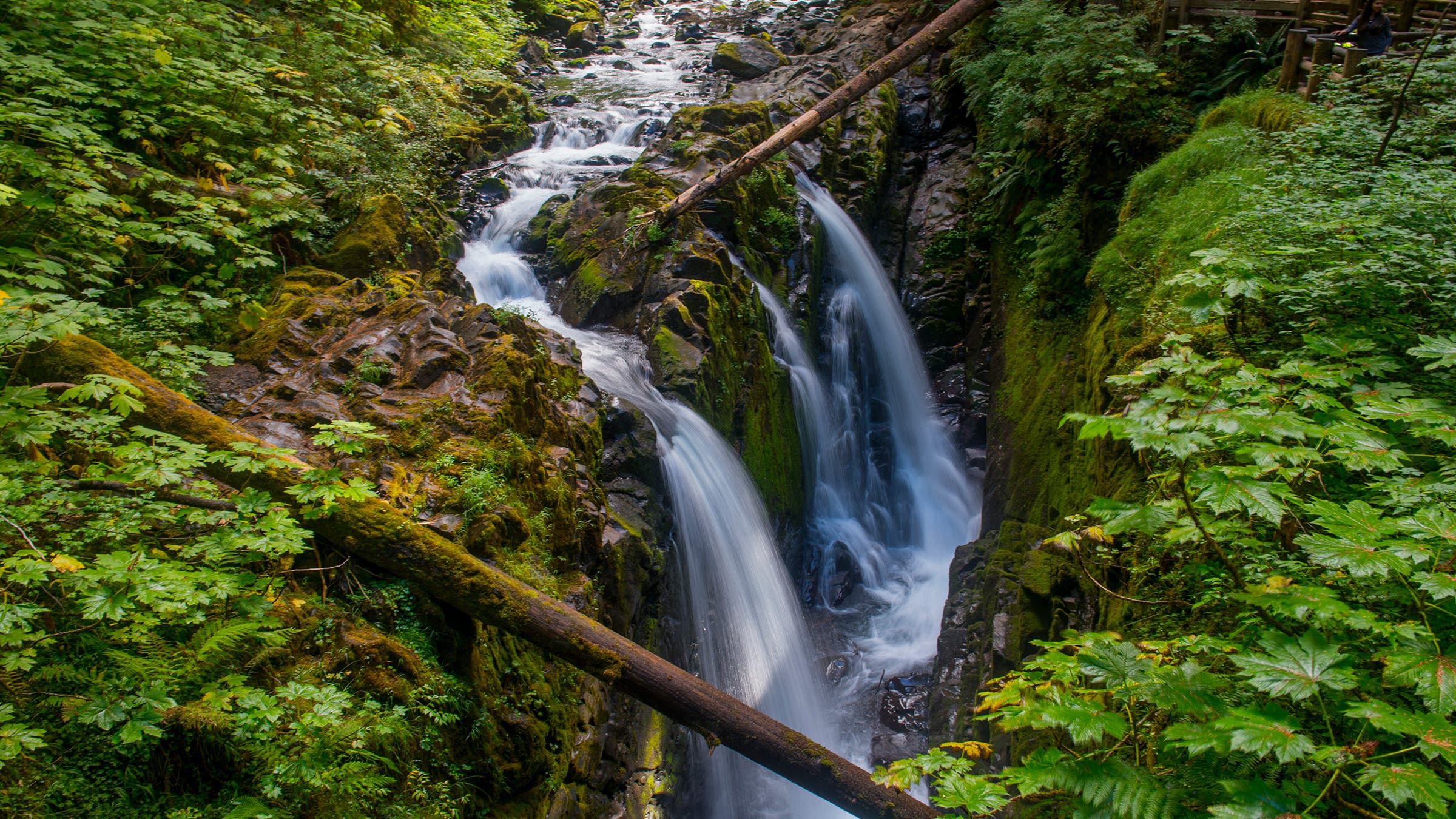 waterfall with moss and flora