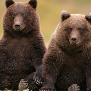 fat bears square crop