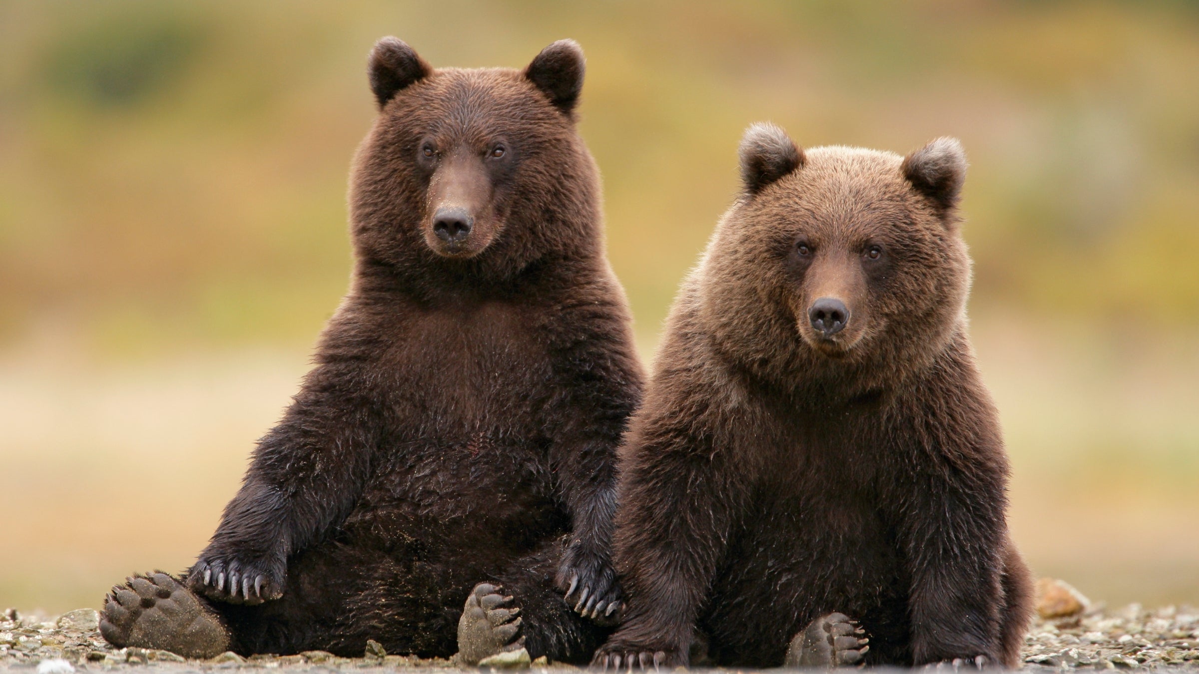 Celebrating “Fat Bears” to Promote Conservation – WellBeing