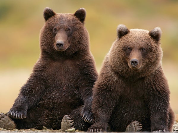 Fat bears horizontal