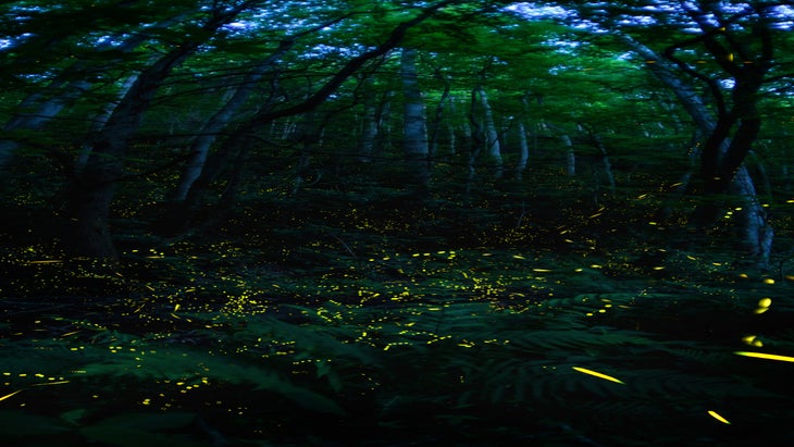 Fireflies Great Smoky Mountains
