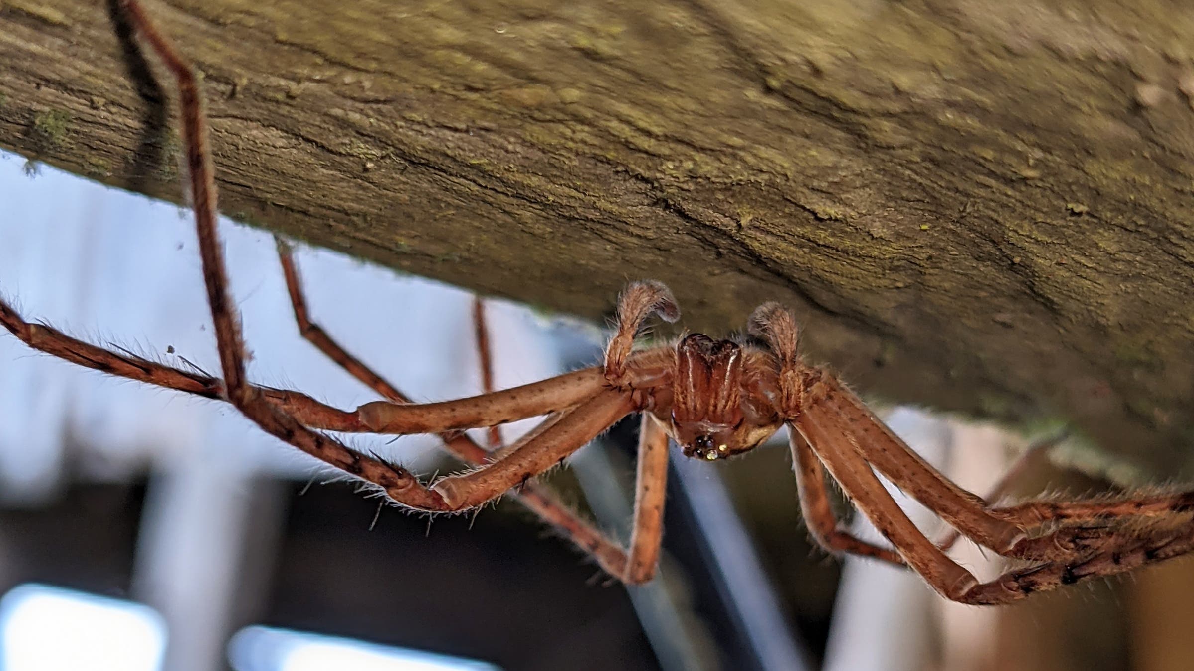 A funnel weaver (family Agalenidae). Location: Parque Internacional La Amistad, Panama.