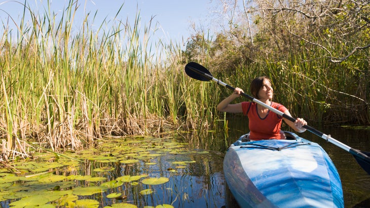 Everglades Alligator kayaking