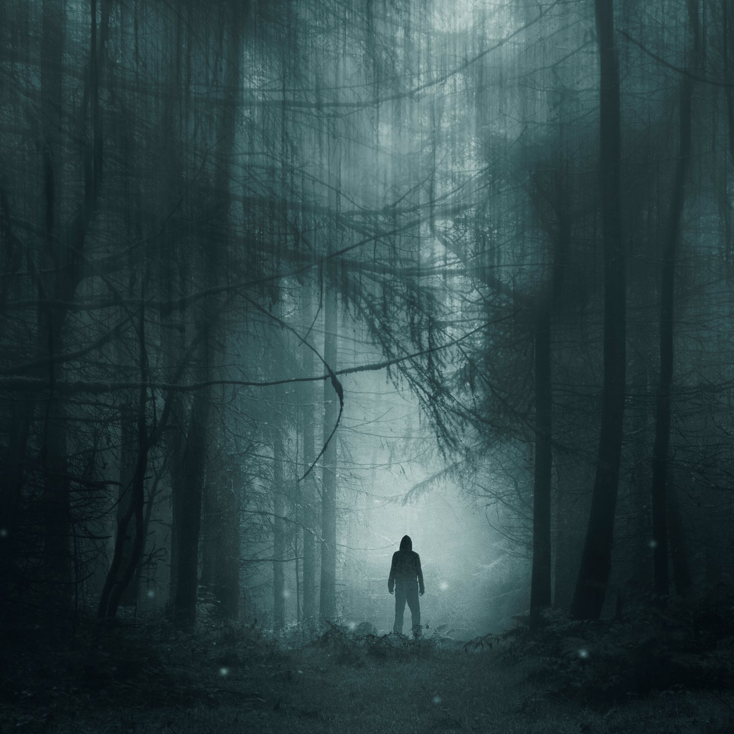 A path leading to a mystical creepy dark forest full