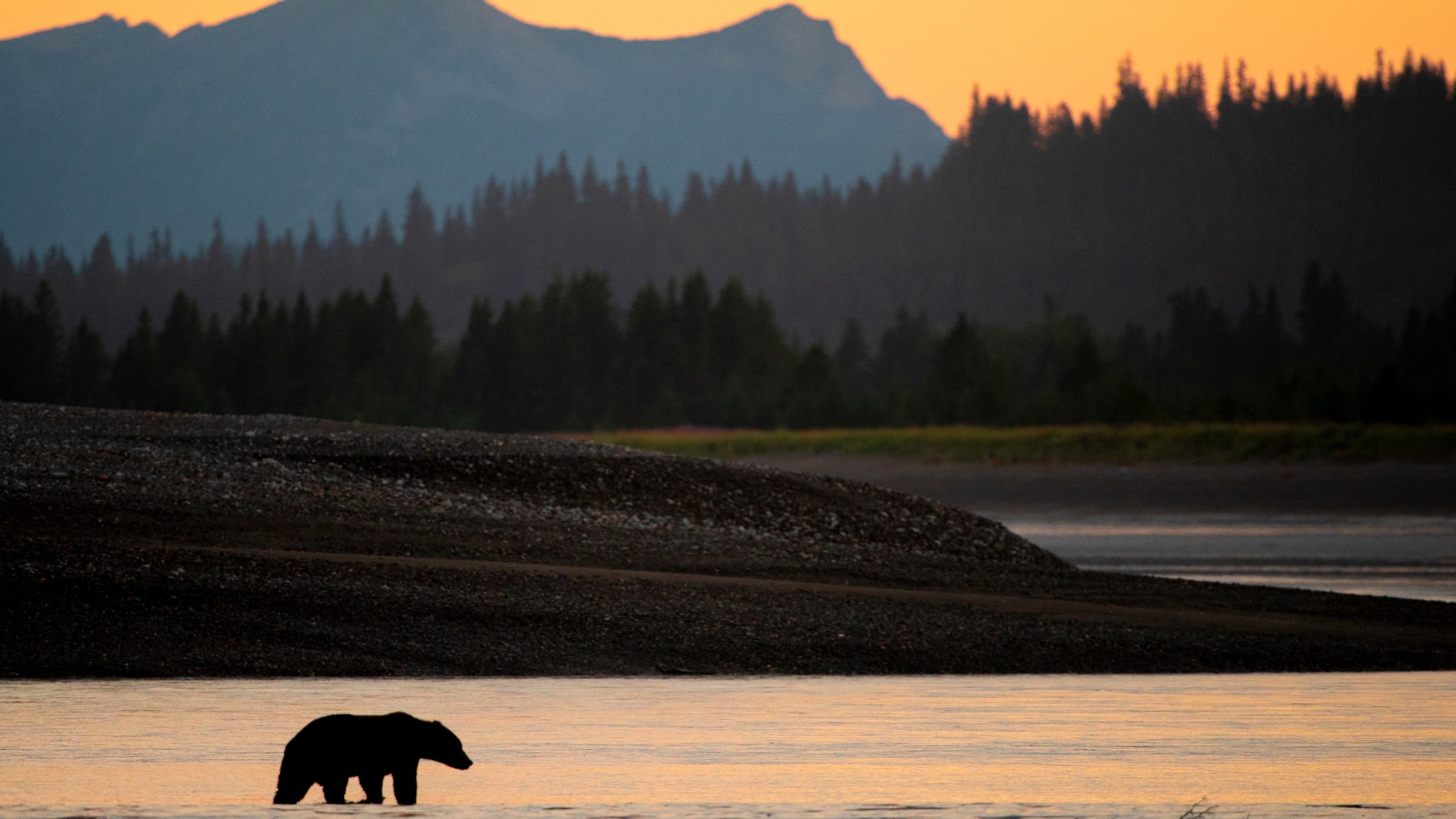 Lake Clark bear
