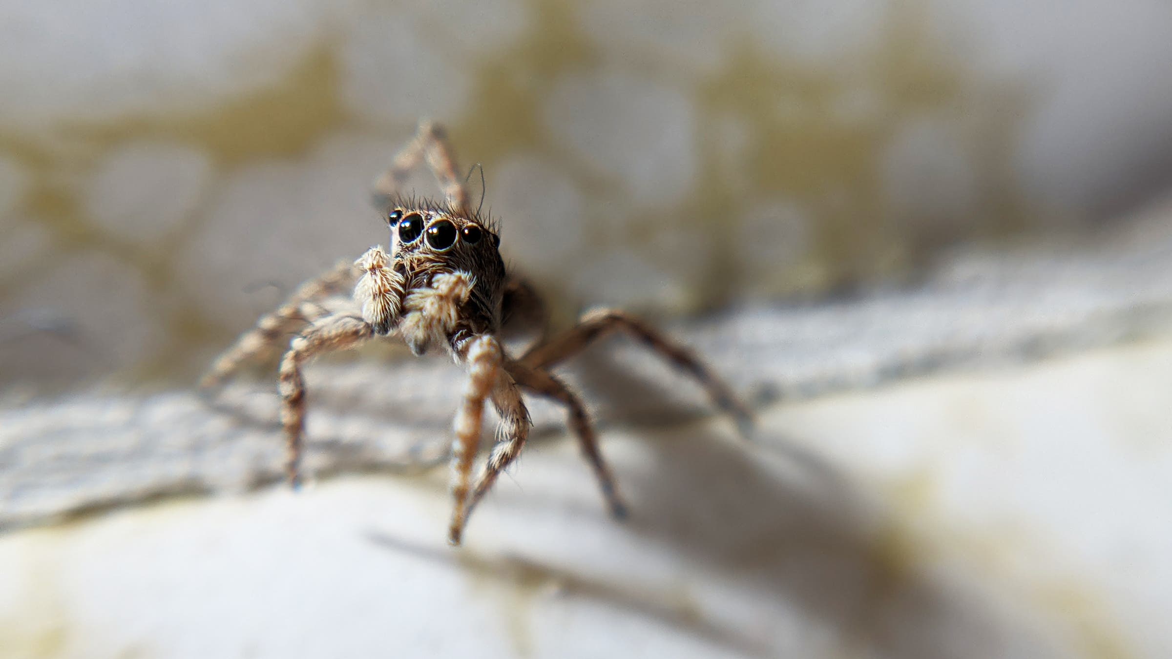 A mottled jumper (Attulus fasciger). Location: Denver, Colorado.