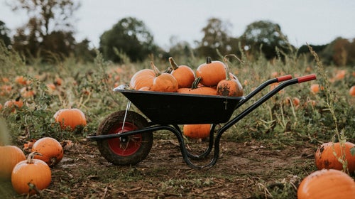 picking out pumpkins in a pumpkin patch