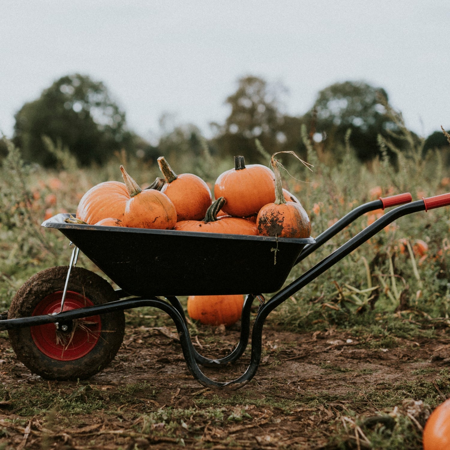 picking out pumpkins in a pumpkin patch