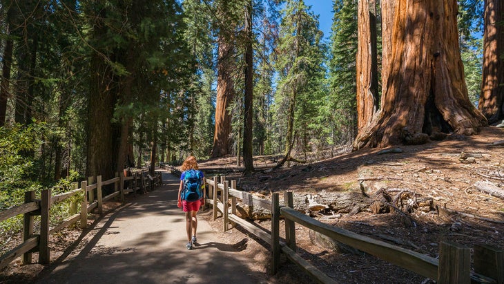 woman walks sequoias