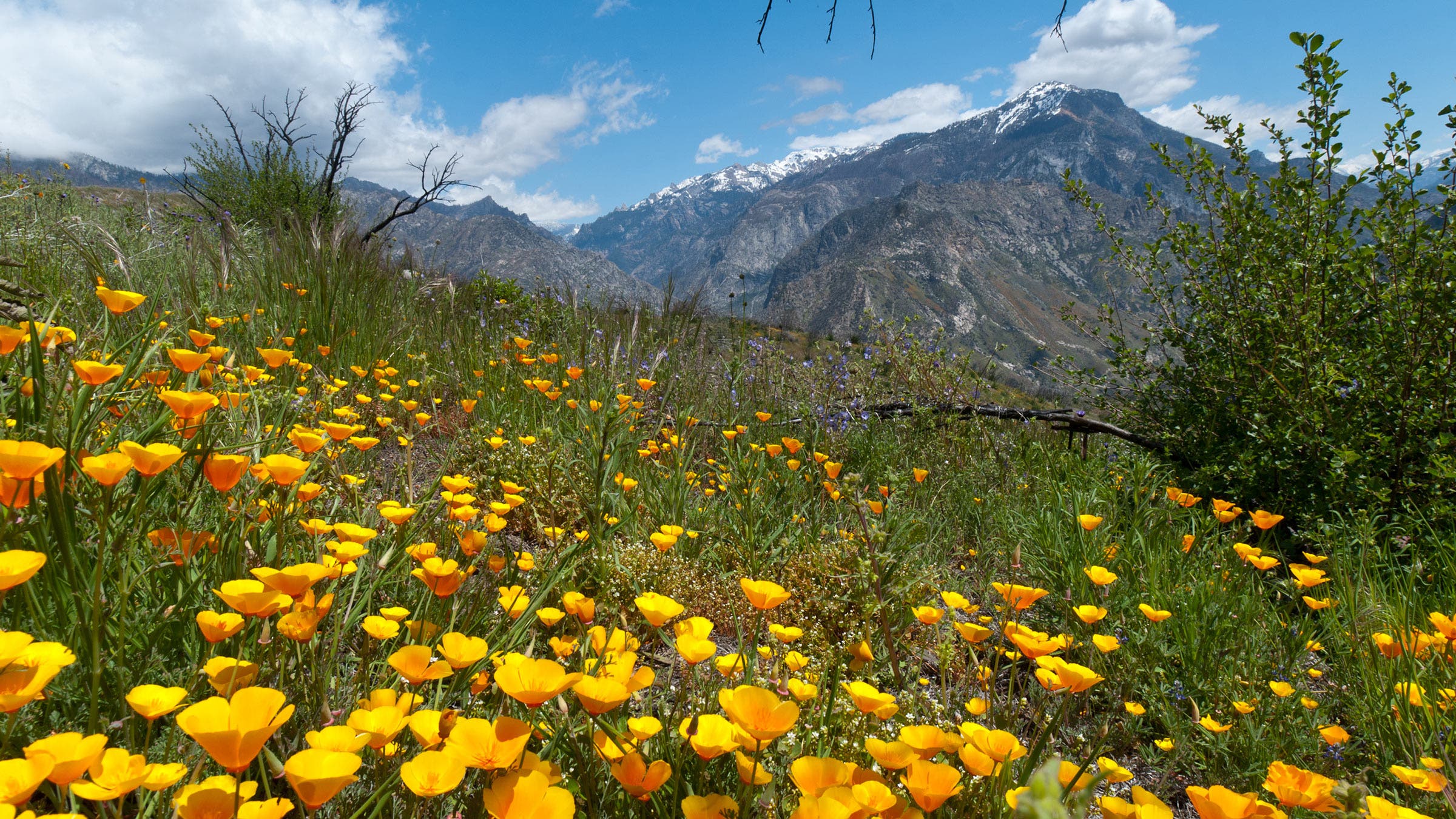 poppies mountains