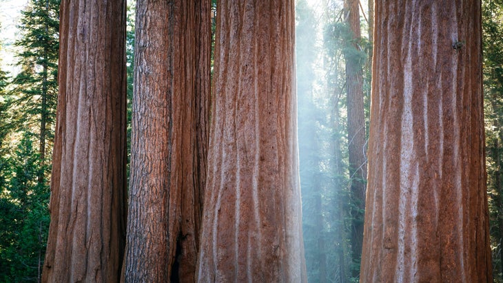 tall sequoia trees
