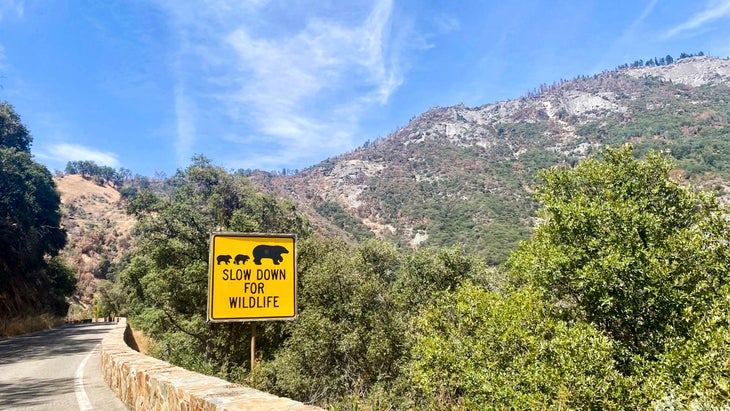 caution sign for bears