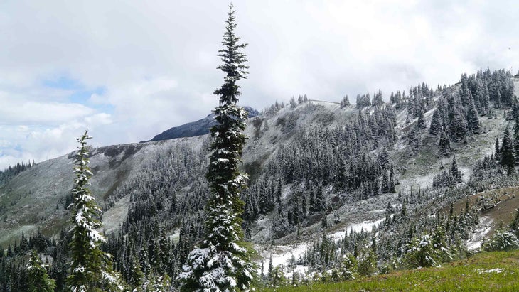 light snow in forest