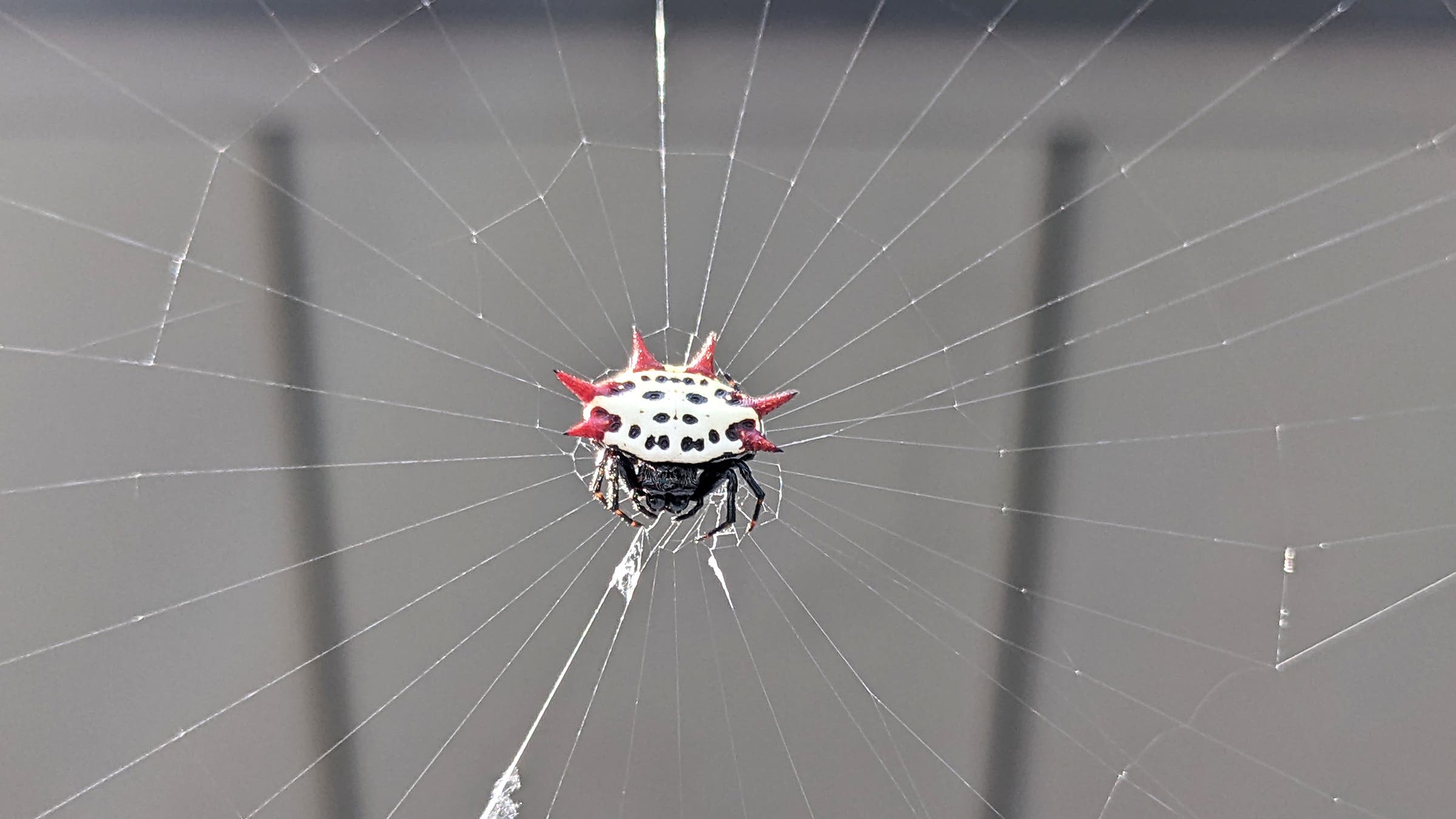 A spiny orb weaver (Gasteracantha cancriformis). Location: Punta Gorda, Florida.