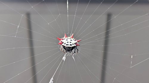 A spiny orb weaver (Gasteracantha cancriformis). Location: Punta Gorda, Florida.