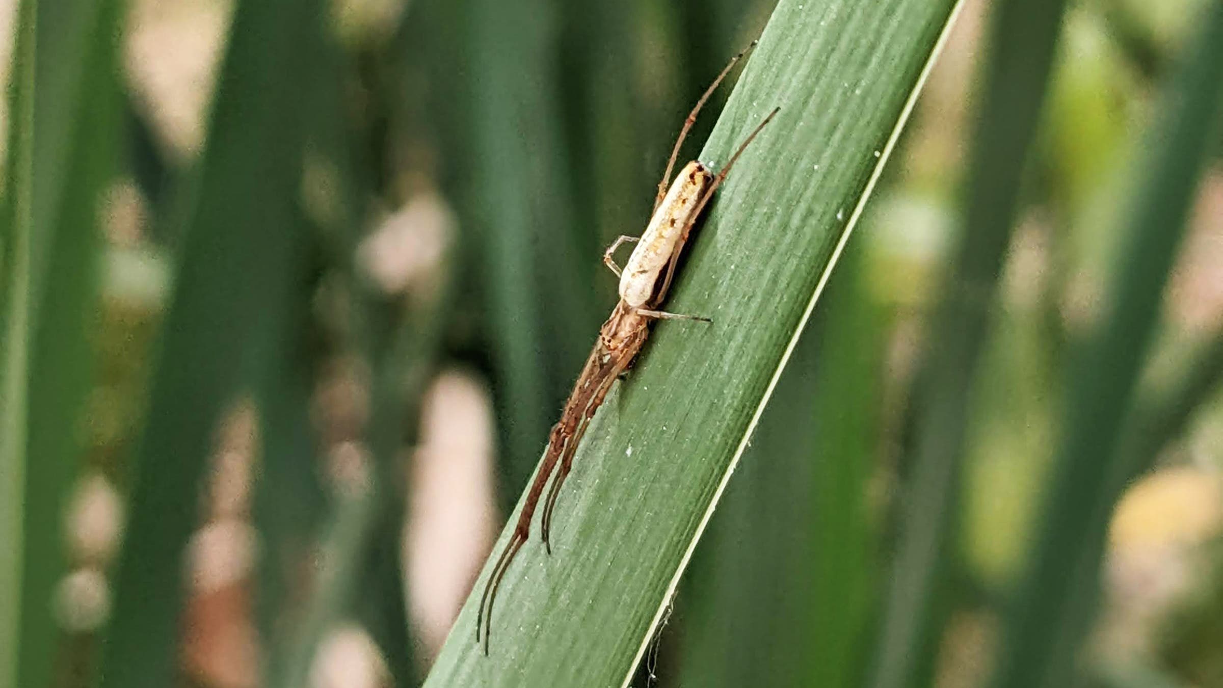 A stretch spider (Tetragnatha sp.). Location: Rocky Mountain Arsenal National Wildlife Refuge, Denver, Colorado.