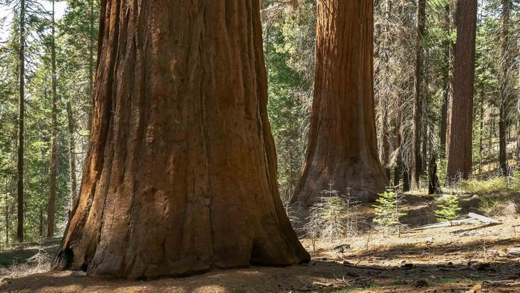 Tuolumne grove of giant sequoias