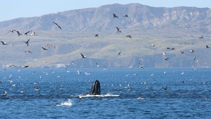 whale watching channel islands