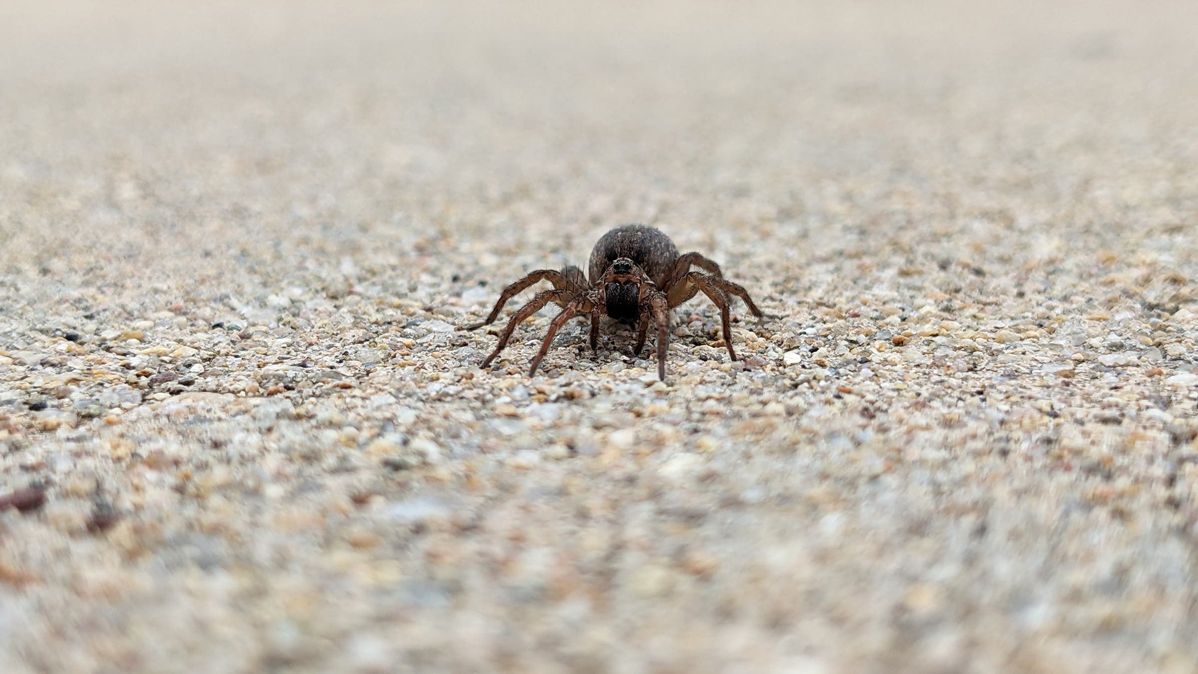 A wolf spider (family Lycosidae) Location: Boulder, Colorado