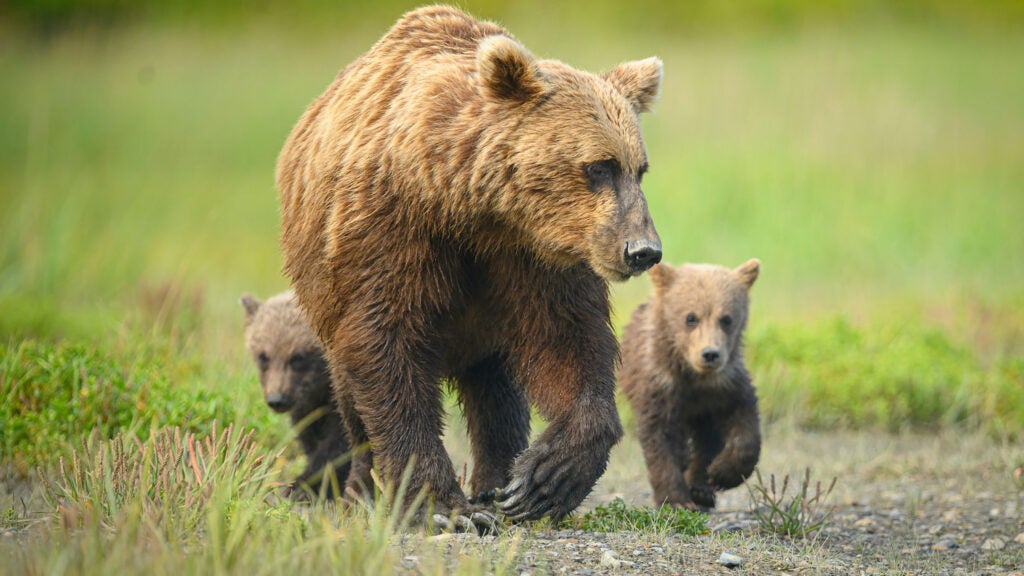 Grizzlies Vanished From The Cascades Decades Ago. The Feds Want To ...