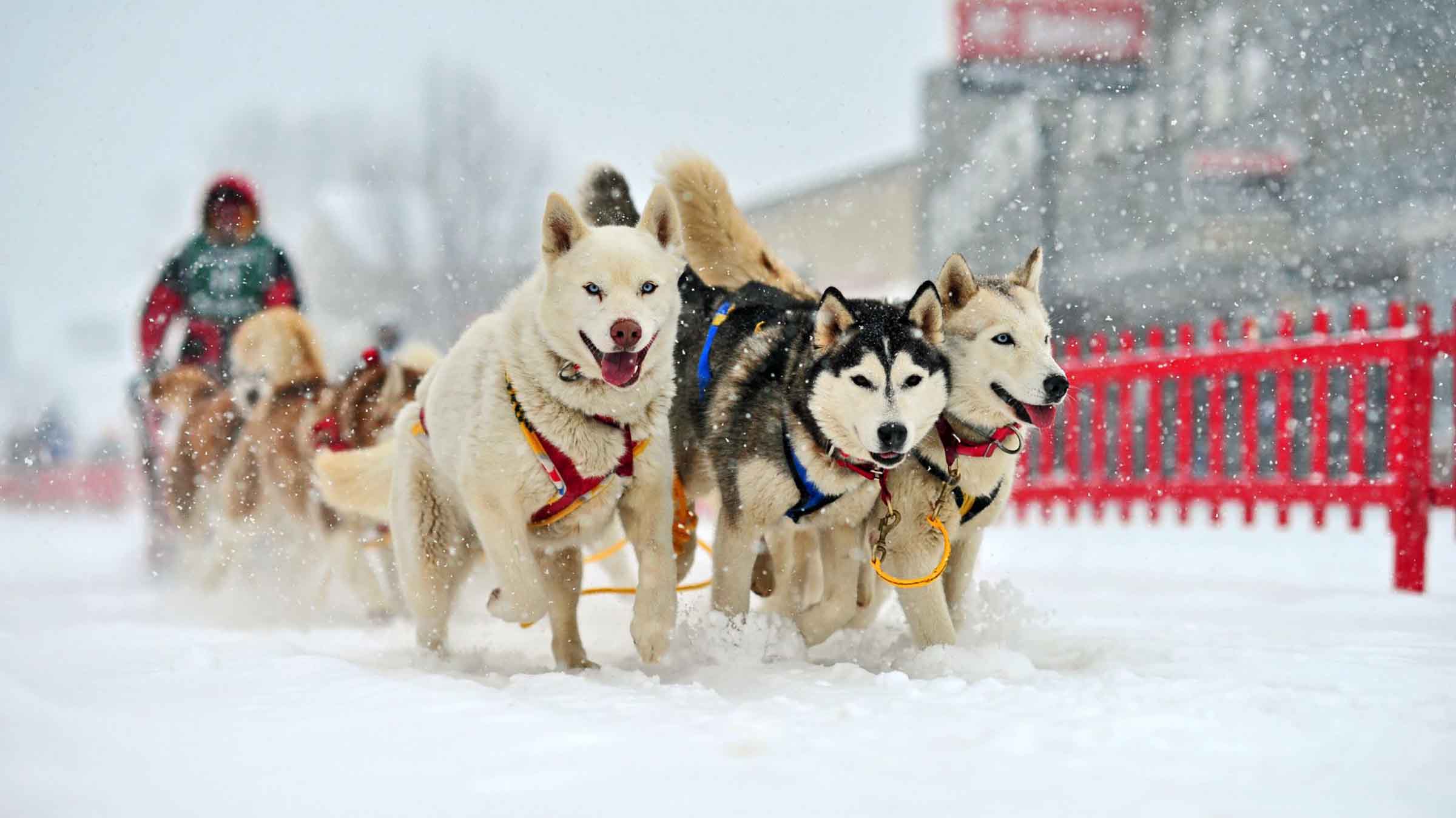 Three huskies pulling a dog sled