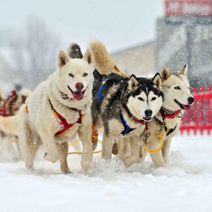Three huskies pulling a dog sled