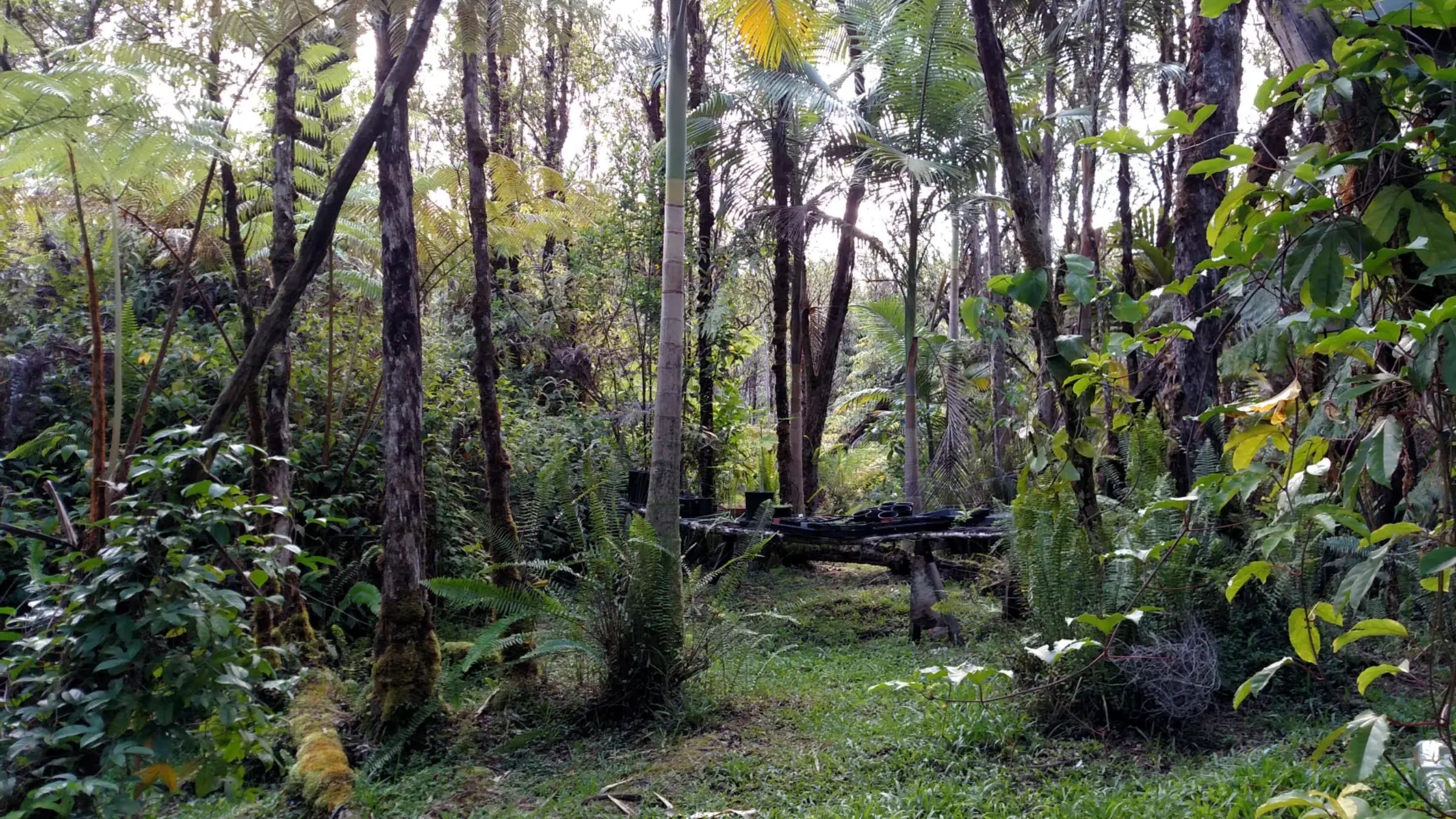 Cannabis Farm and Garden