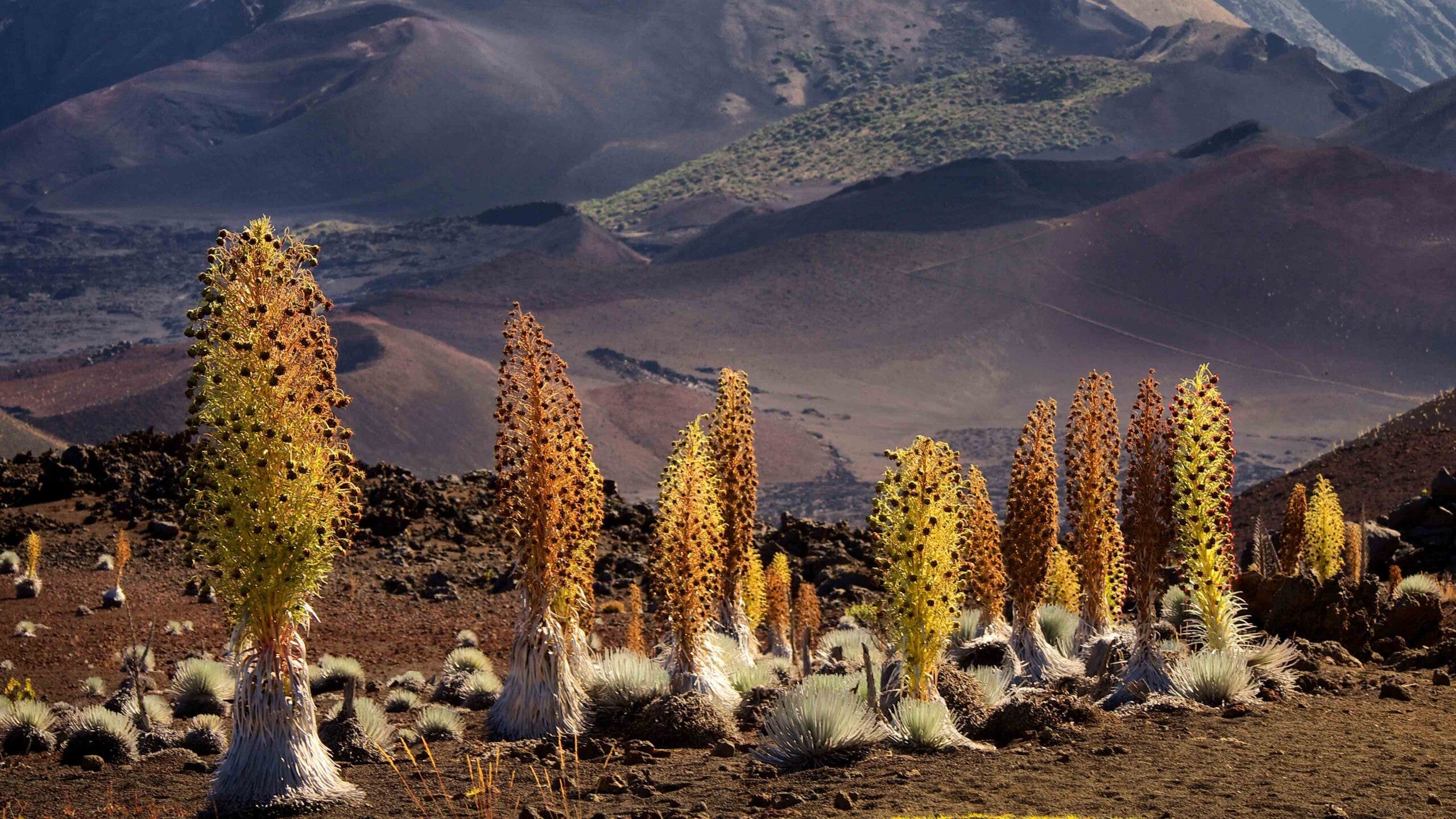 A grouping of a unique plant called the Haleakala silversword, found only in the dormant volcano here on Maui.