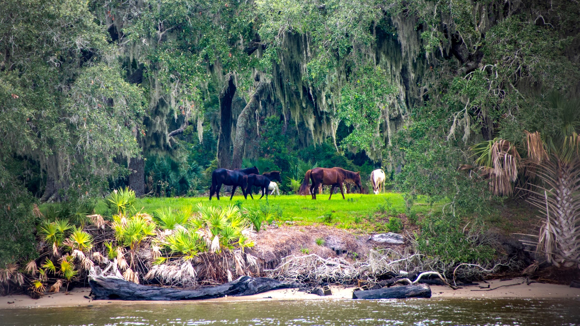 Wild horses grazing at Cumberland Island National Seashore