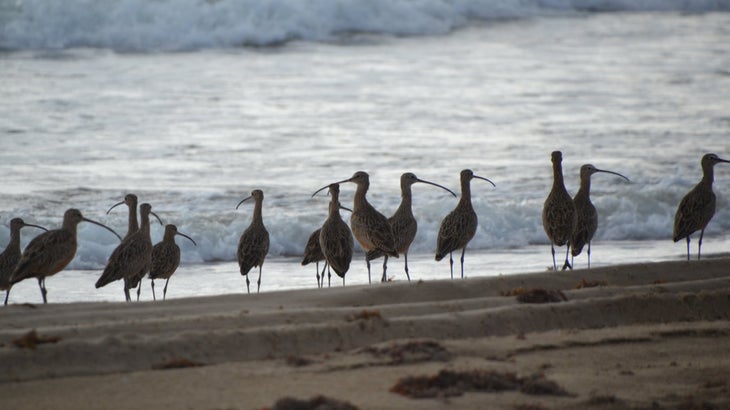 Long-billed curlews are one of many bird species found on South Padre Island.