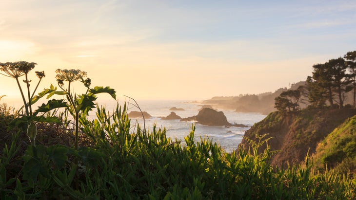 A rugged coastline as seen from greenery. Sunsetting to the west.
