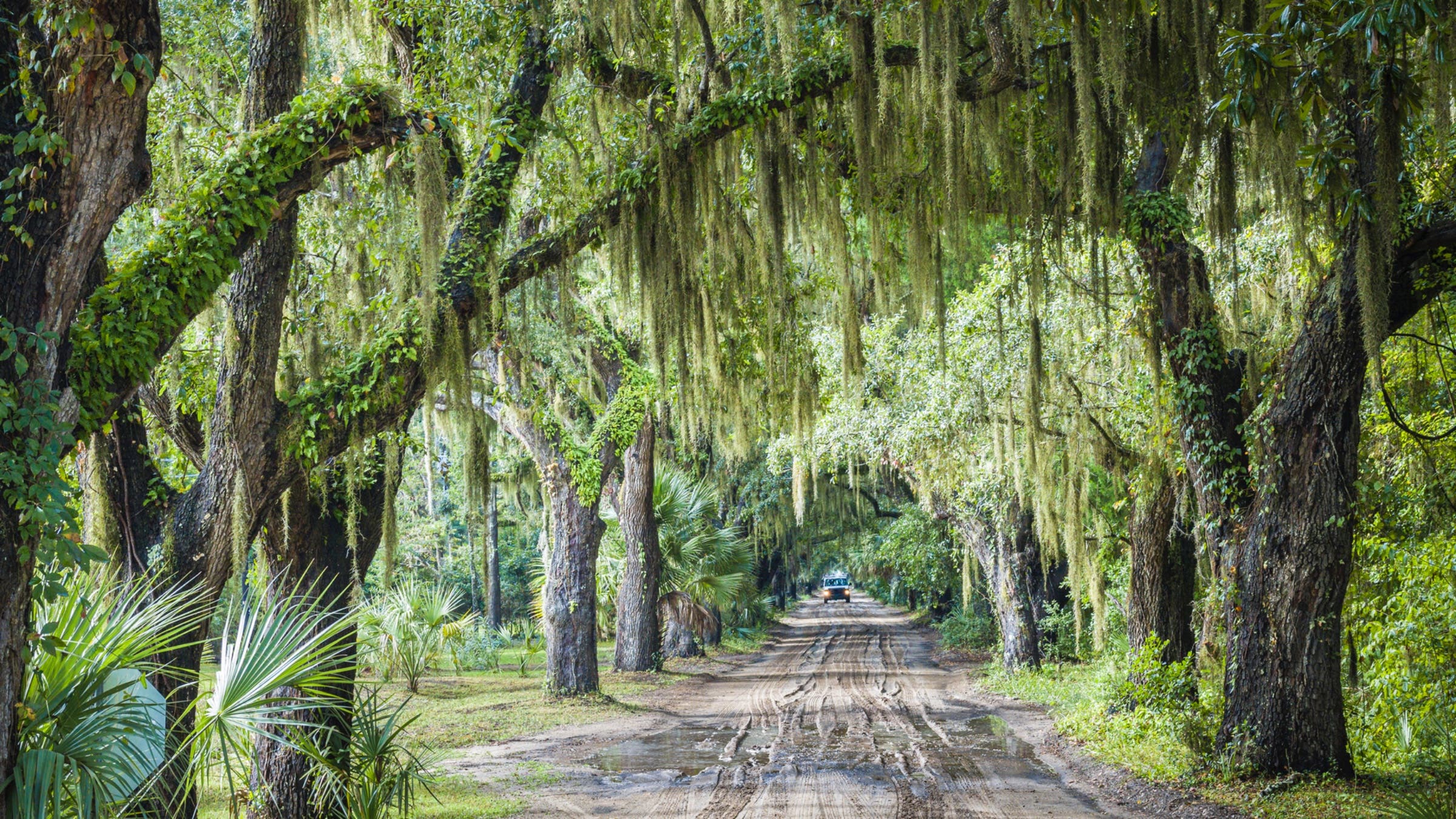 Saint Helena Island's Coffin Point Road